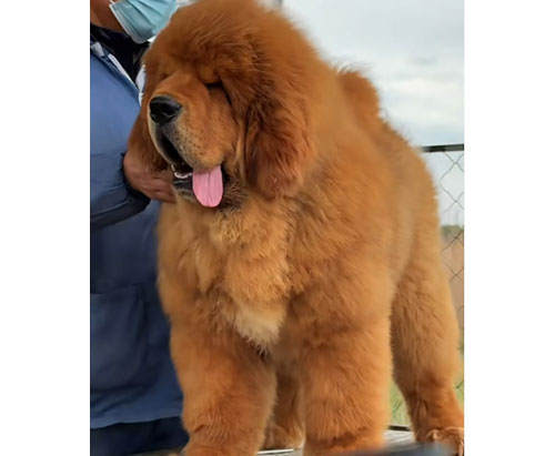 精品幼犬
