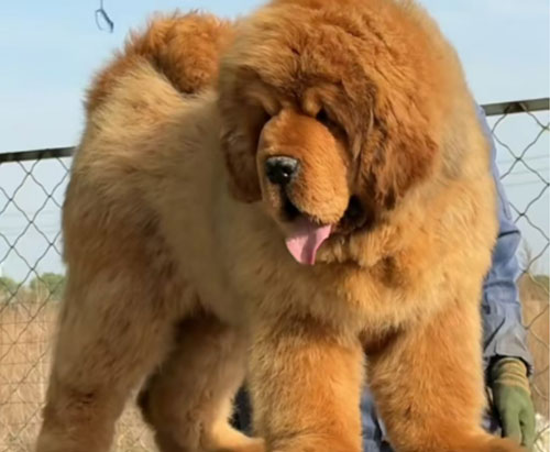 精品幼犬