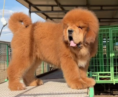 Premium Tibetan Mastiff